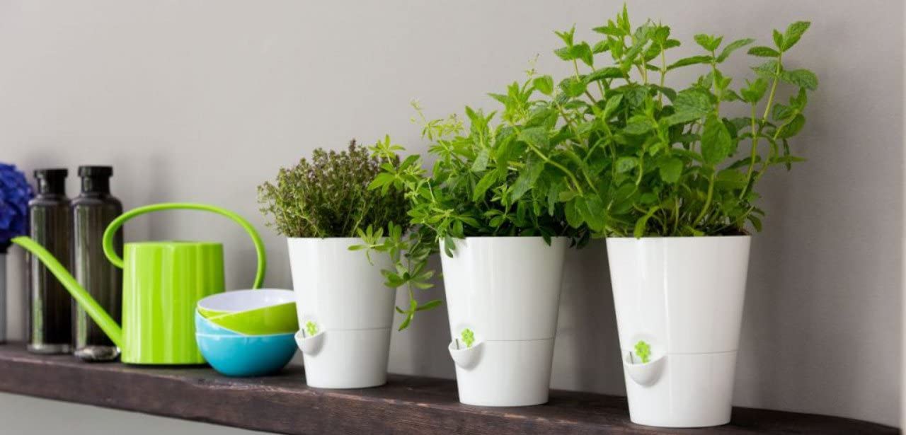 Self-watering pot